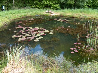 Etang de Vauroux - Biotope artificiel